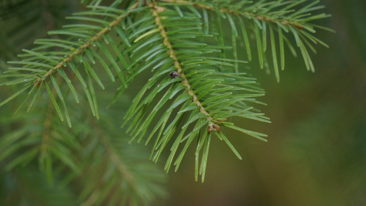 Кедр сосна ель иголки