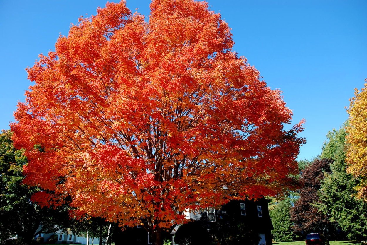 Клен остролистный Odessanum