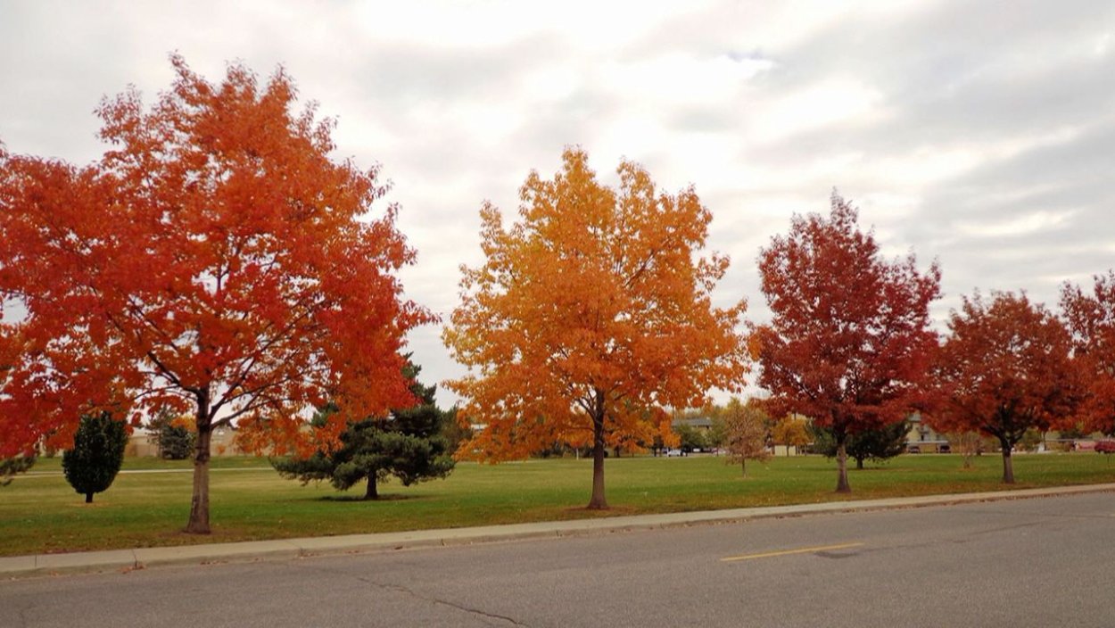 Клен красный