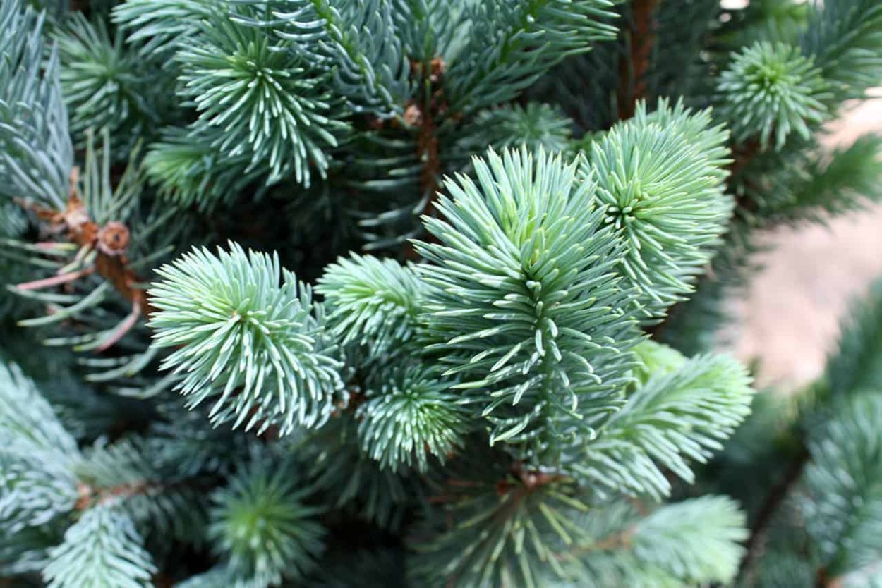 Сосна Веймутова с длинными мягкими иглами