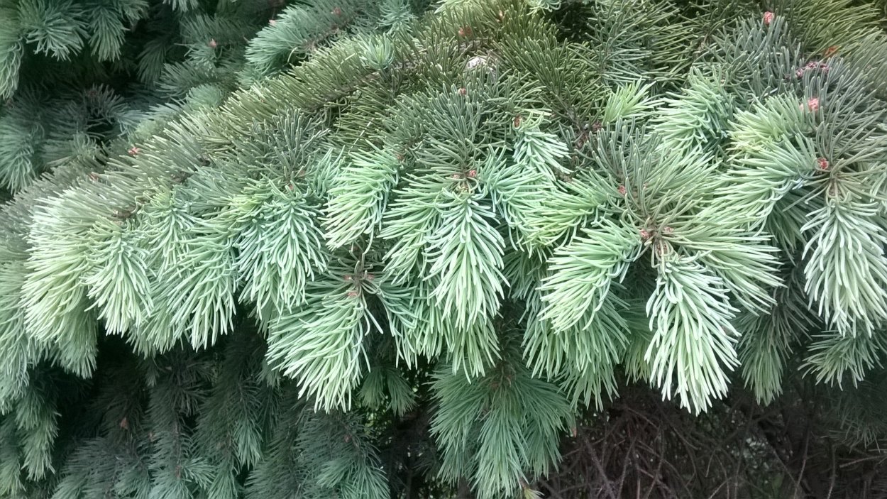 Криптомерия японский кедр