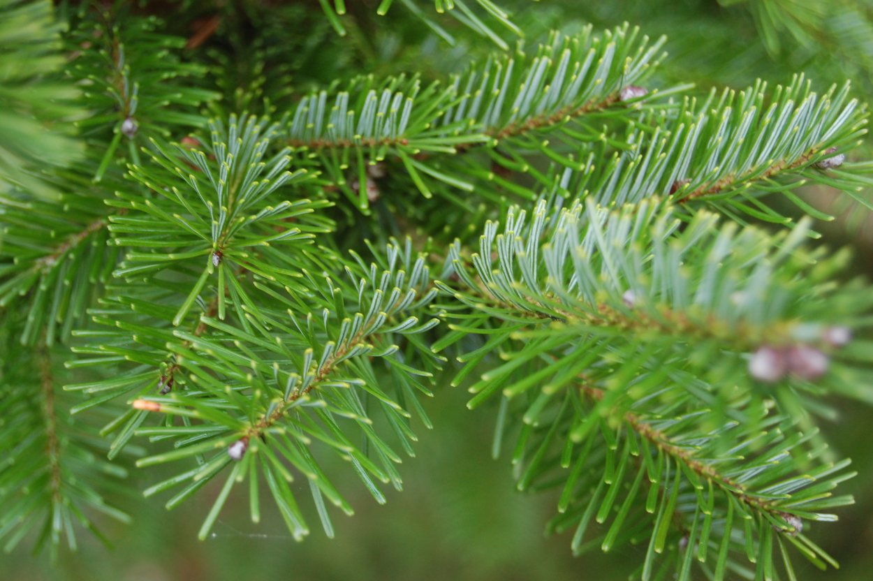 Ель и Кипарис сосна и туя