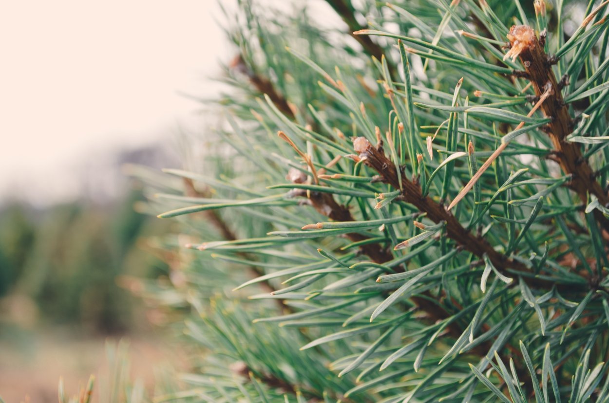 Лиственница Сибирская Larix sibirica