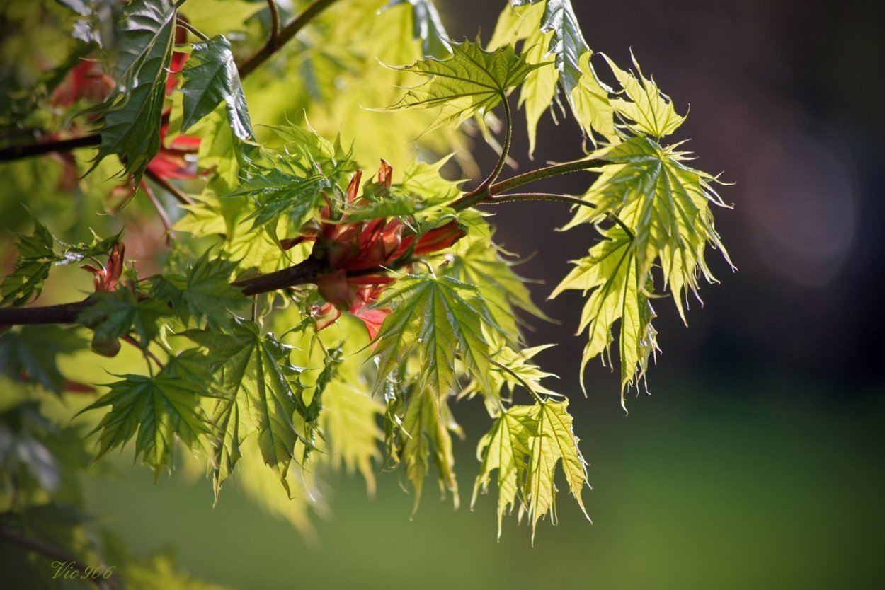 Fall Red Tree for Kids pictures