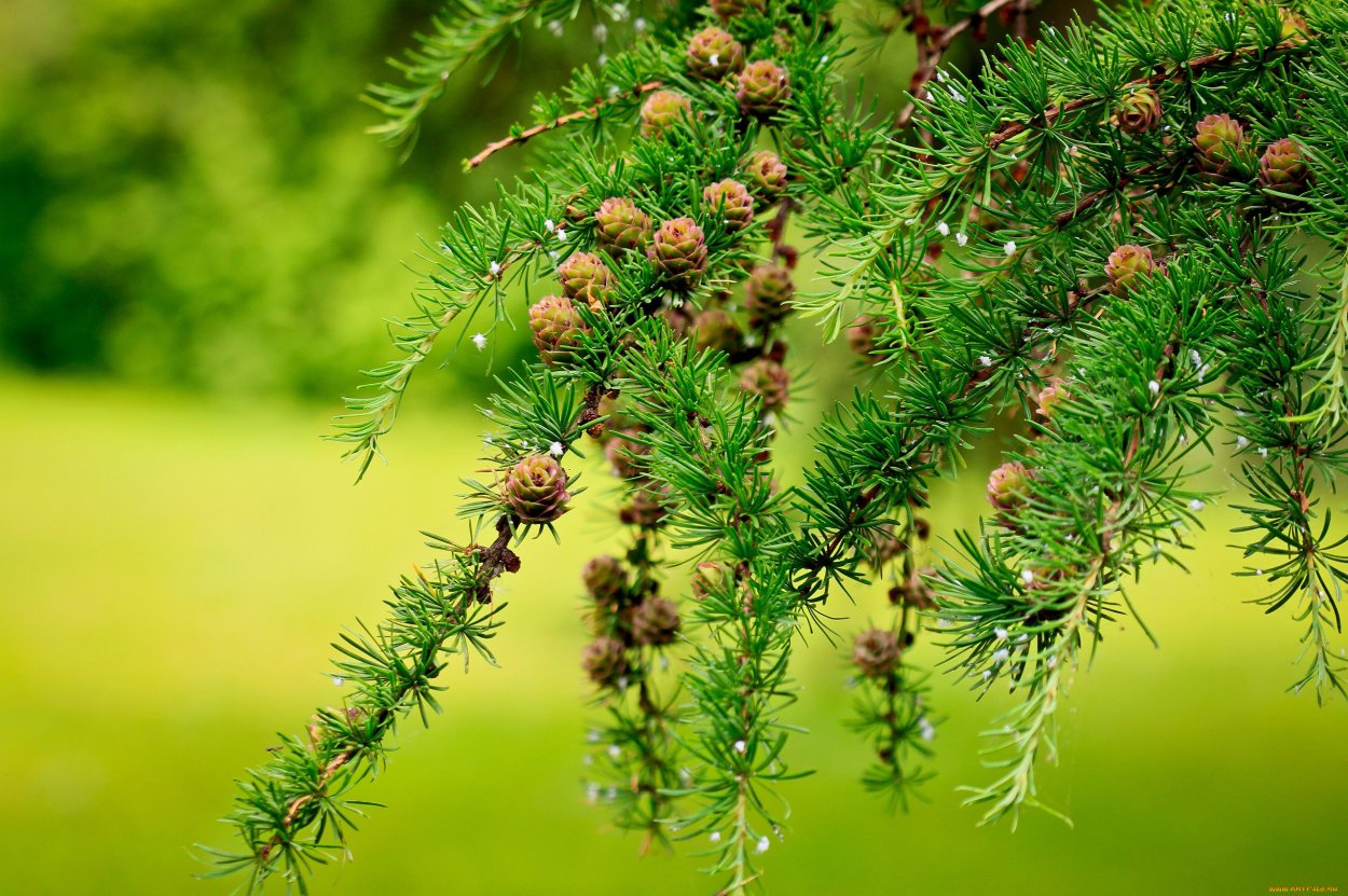 Лиственница Сибирская Бригантина