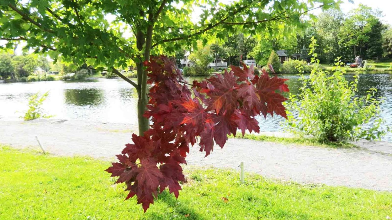 Клен канадский остролистный