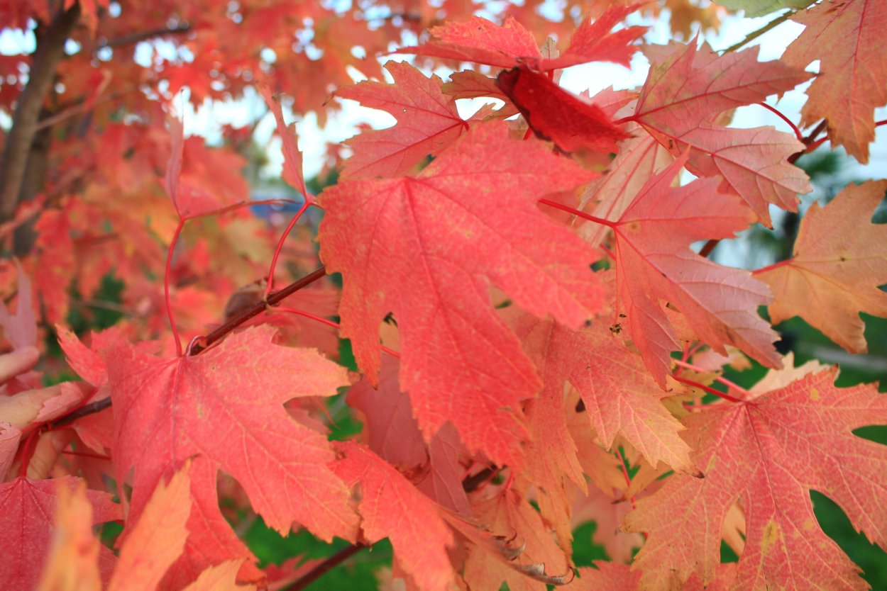 Клен серебристый Acer saccharinum