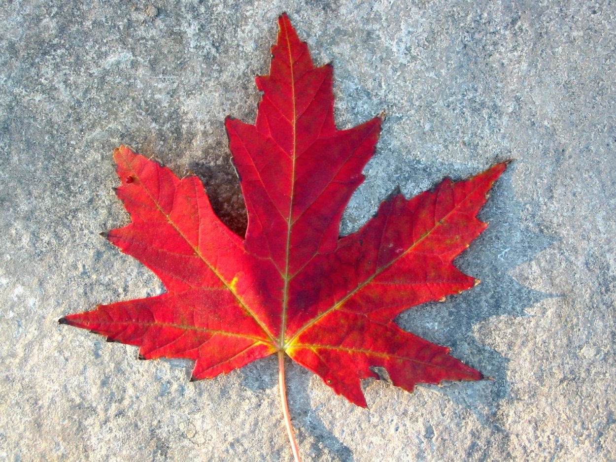 Сахарный клен символ Канады