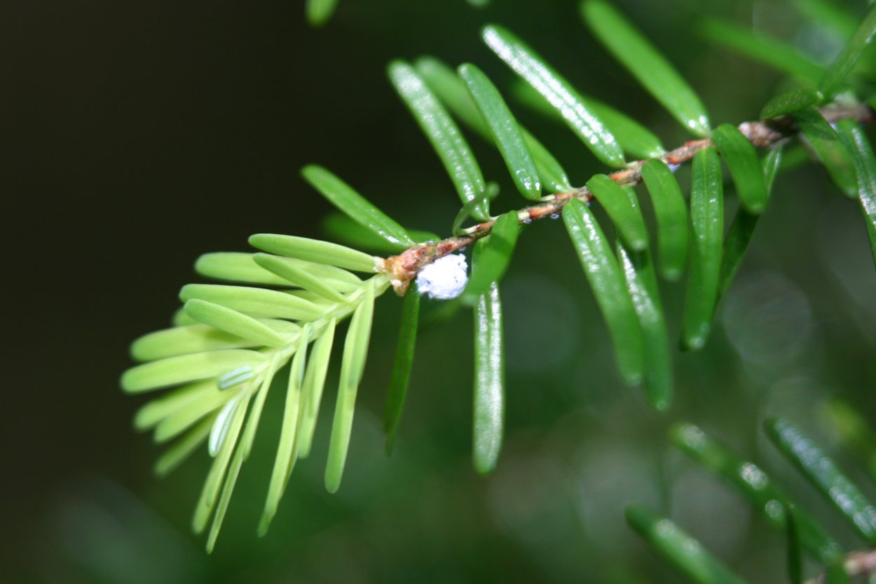 Искусственная ель изящная ЕЛКИТОРГ