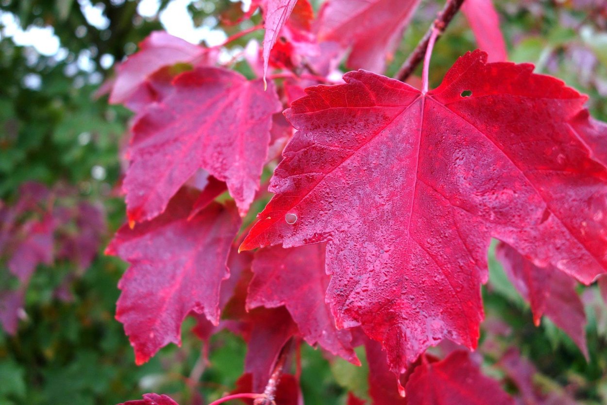 Клён мелколистный, остролистный