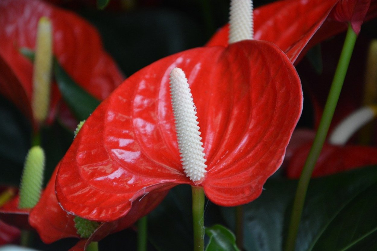 Anthurium andreanum цветок