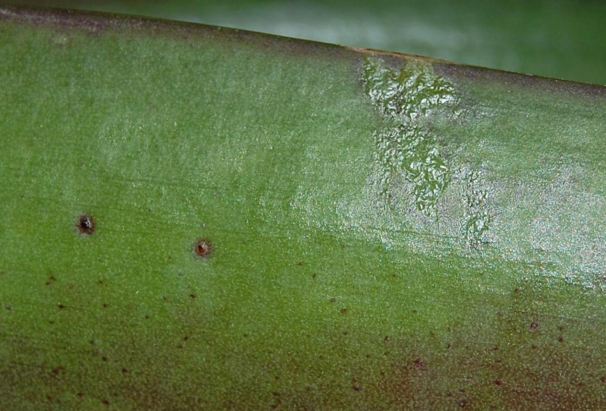 Щитовка на орхидее