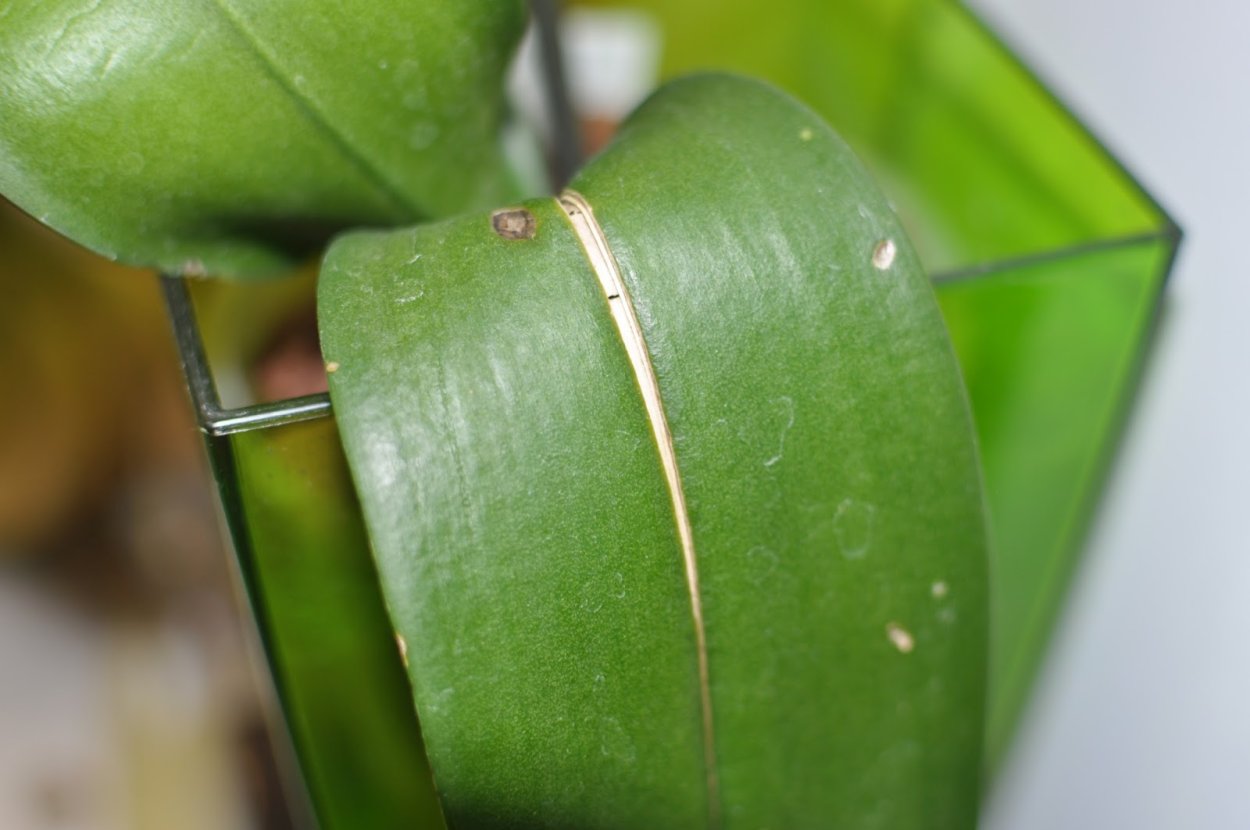 Листья орхидеи потрескались