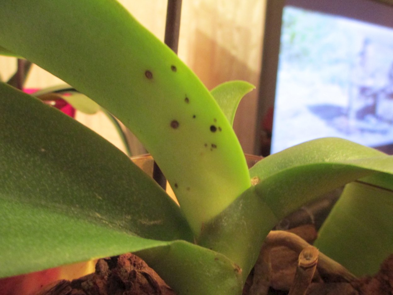 Фаленопсис черная пятнистость