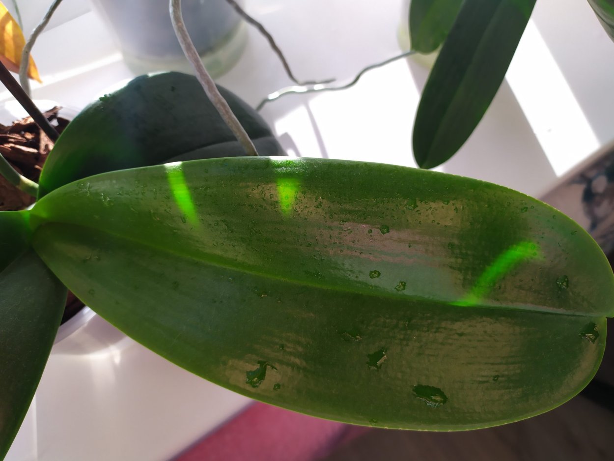 Желтая окантовка на листьях орхидеи