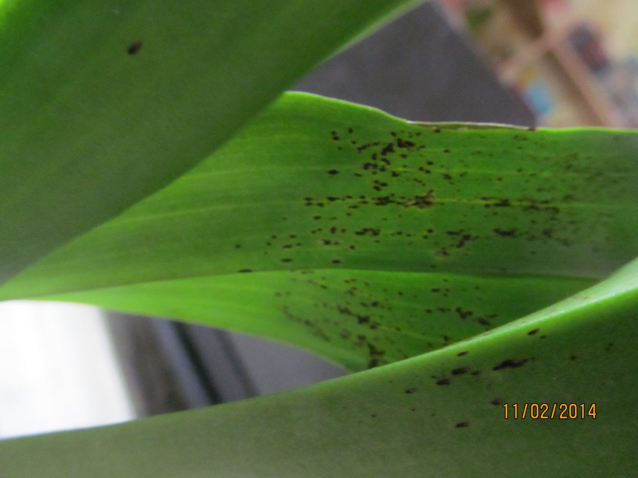 Черная гниль на орхидее