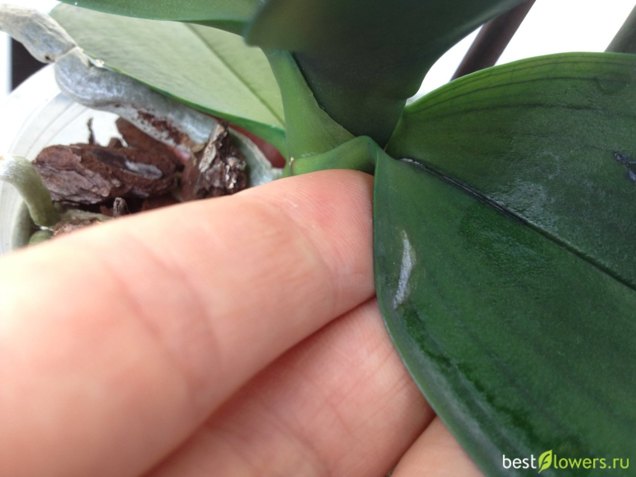 Вырост на листе орхидеи