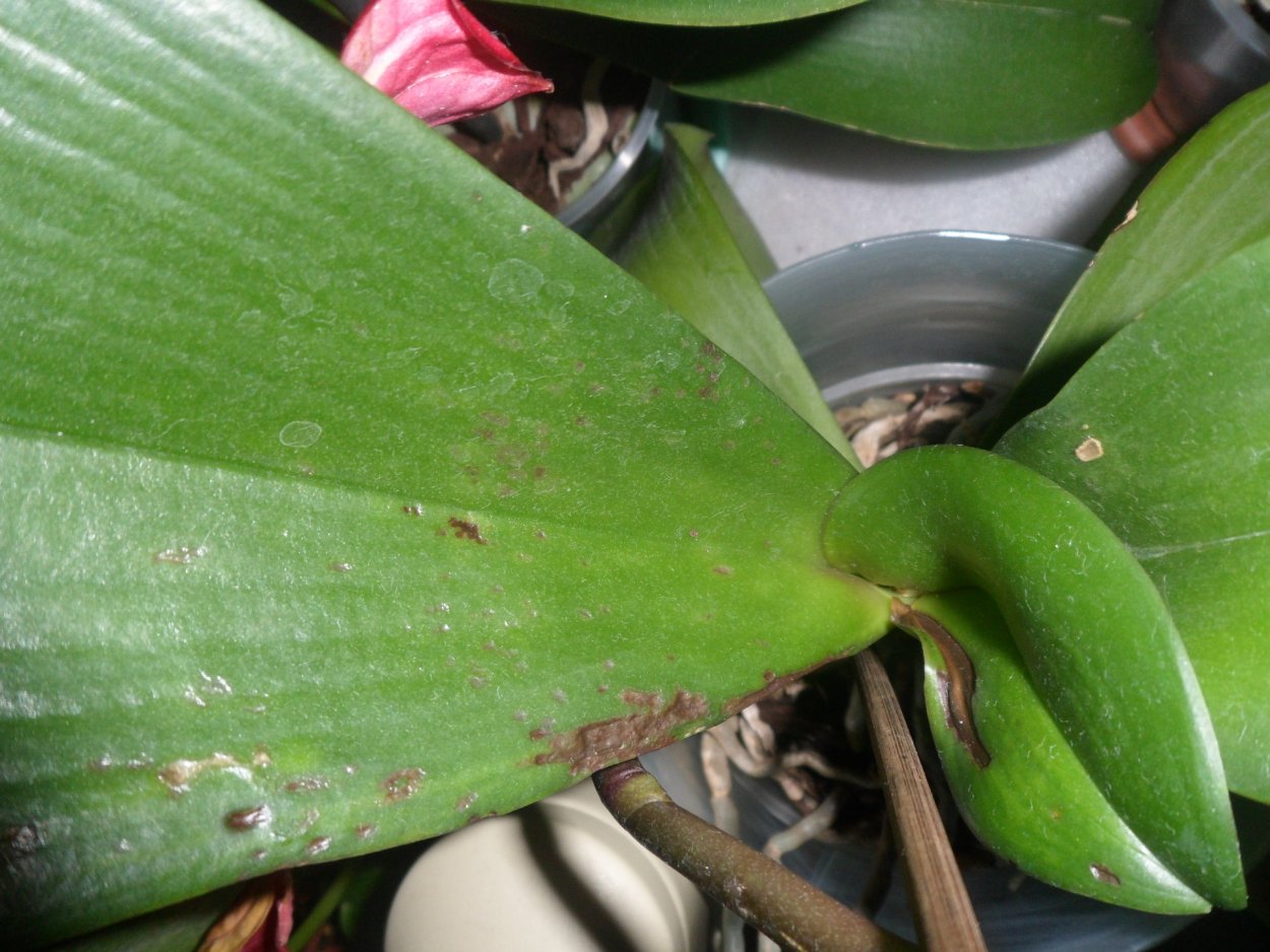 Ожог фаленопсиса