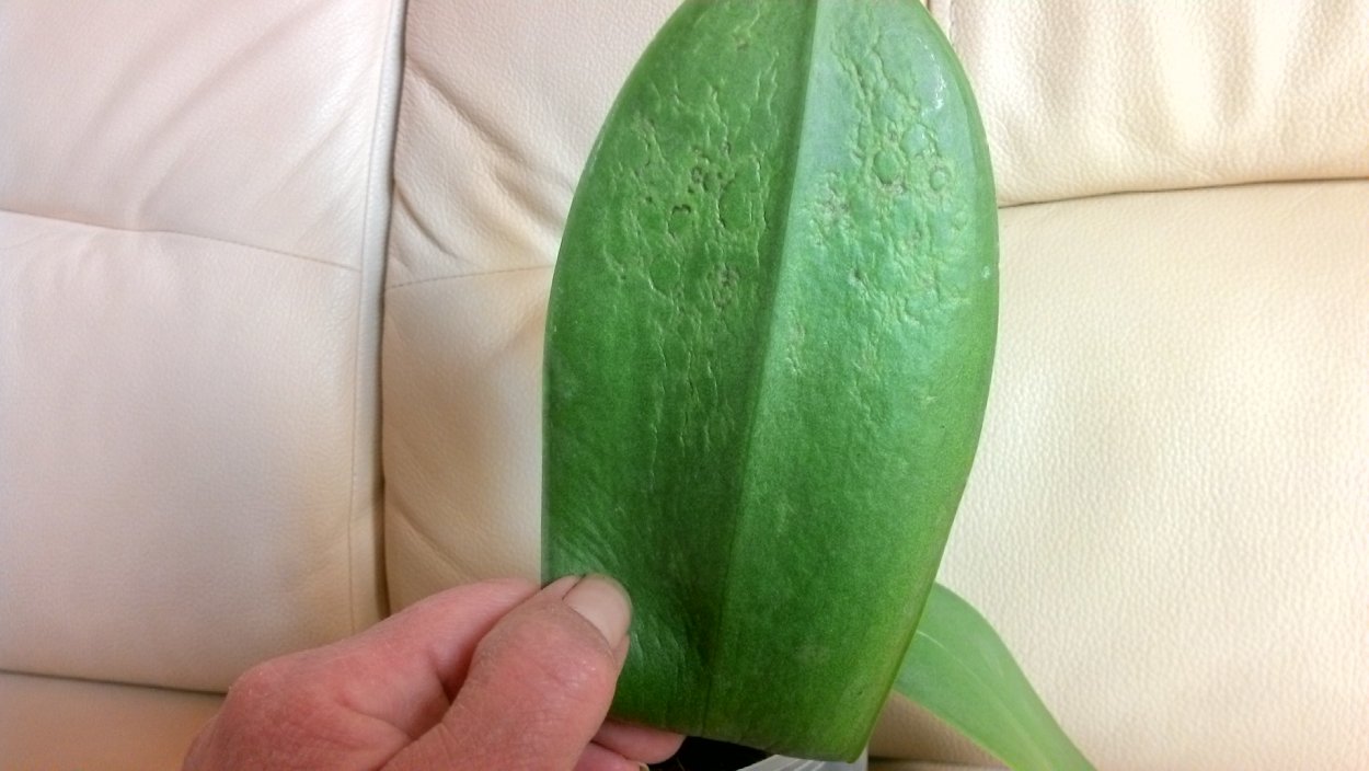 Солнечный ожог у орхидеи