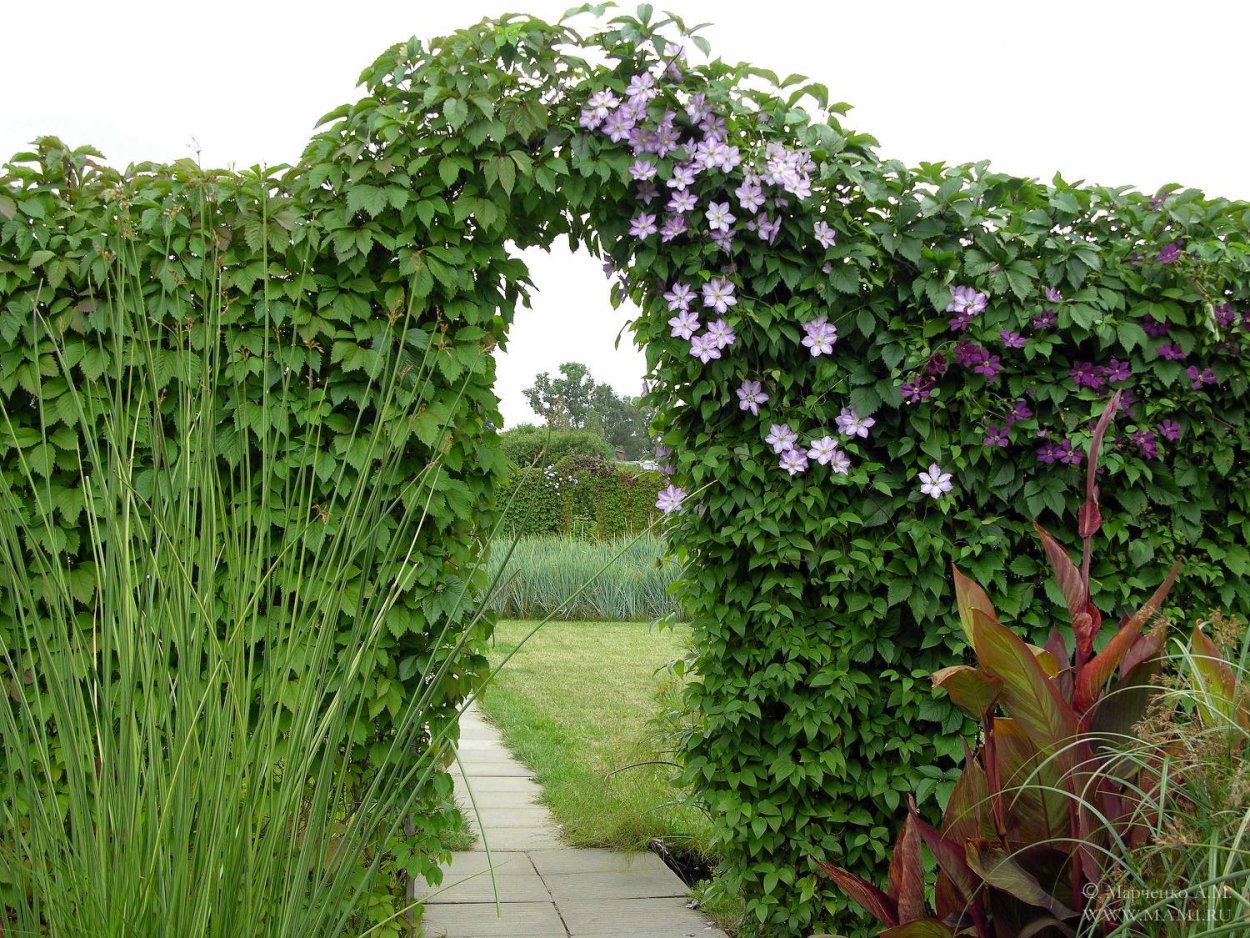 Ипомея Лиана многолетняя