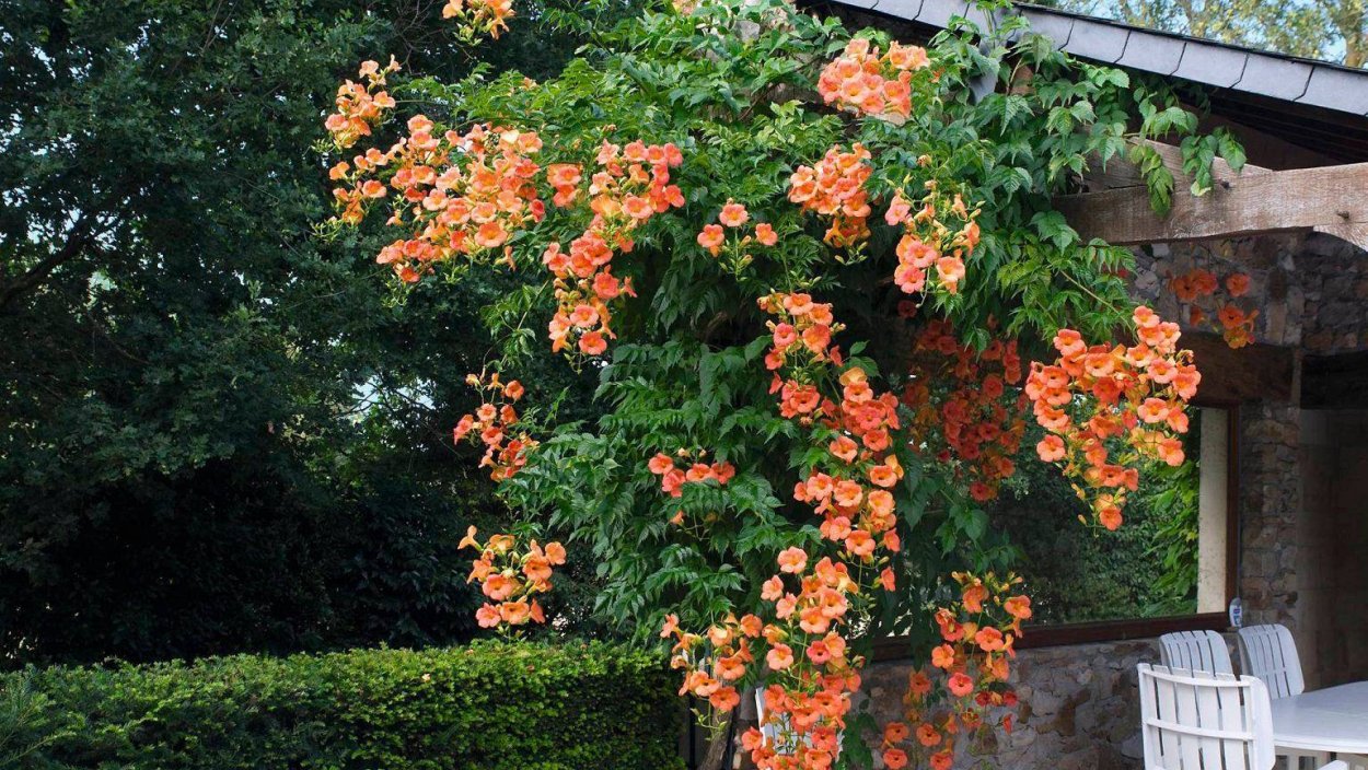 Клематис morning Star