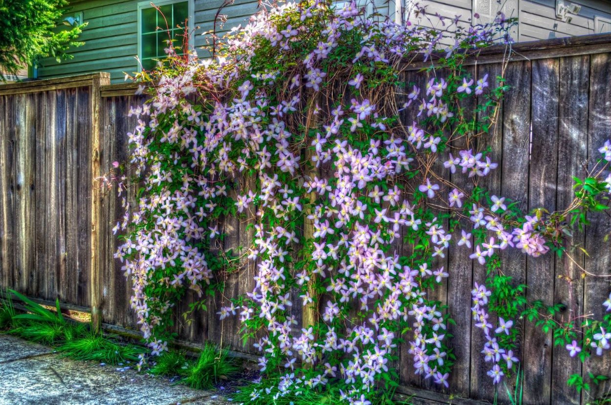 Клематис Лиана