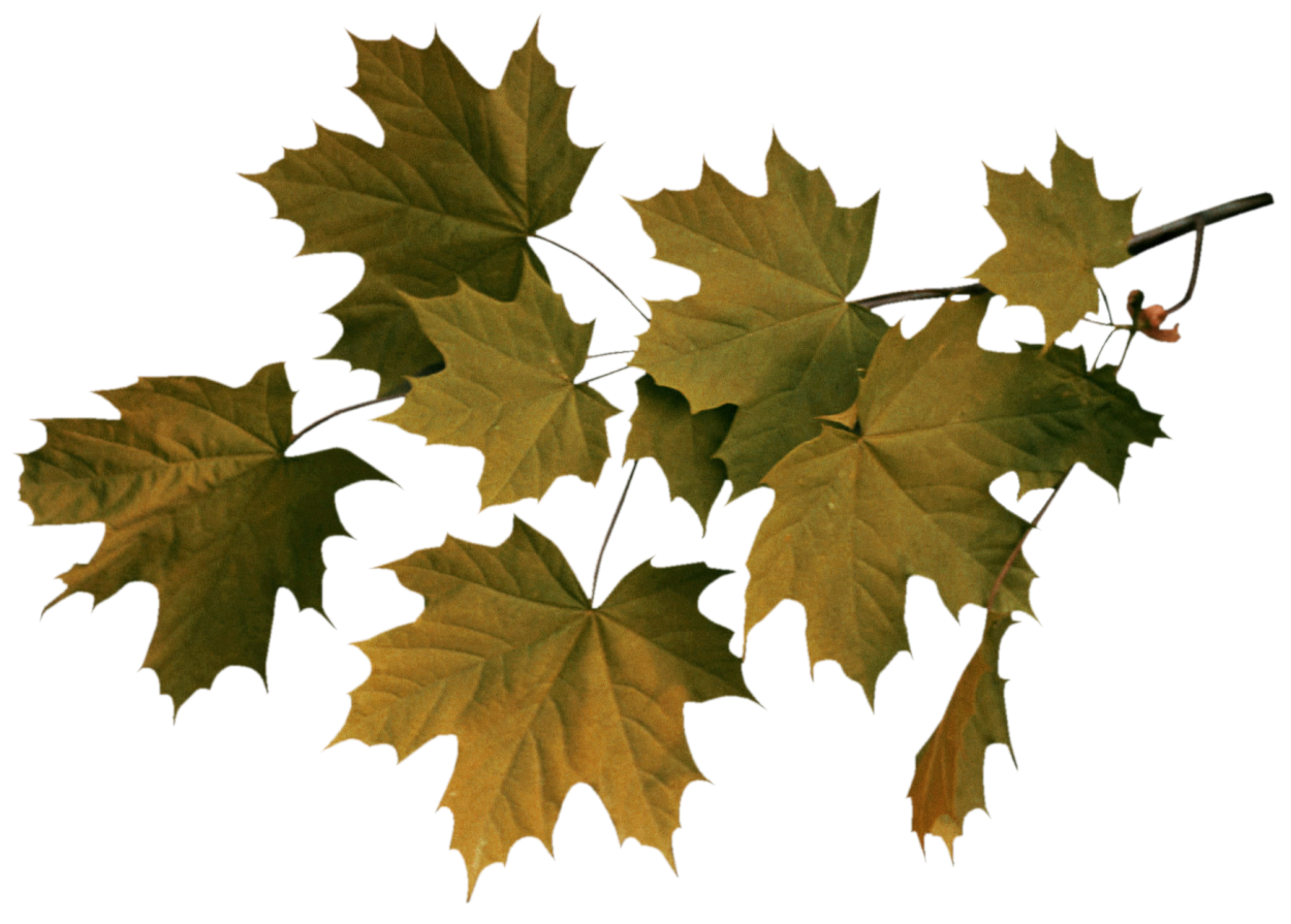 Ветка клена