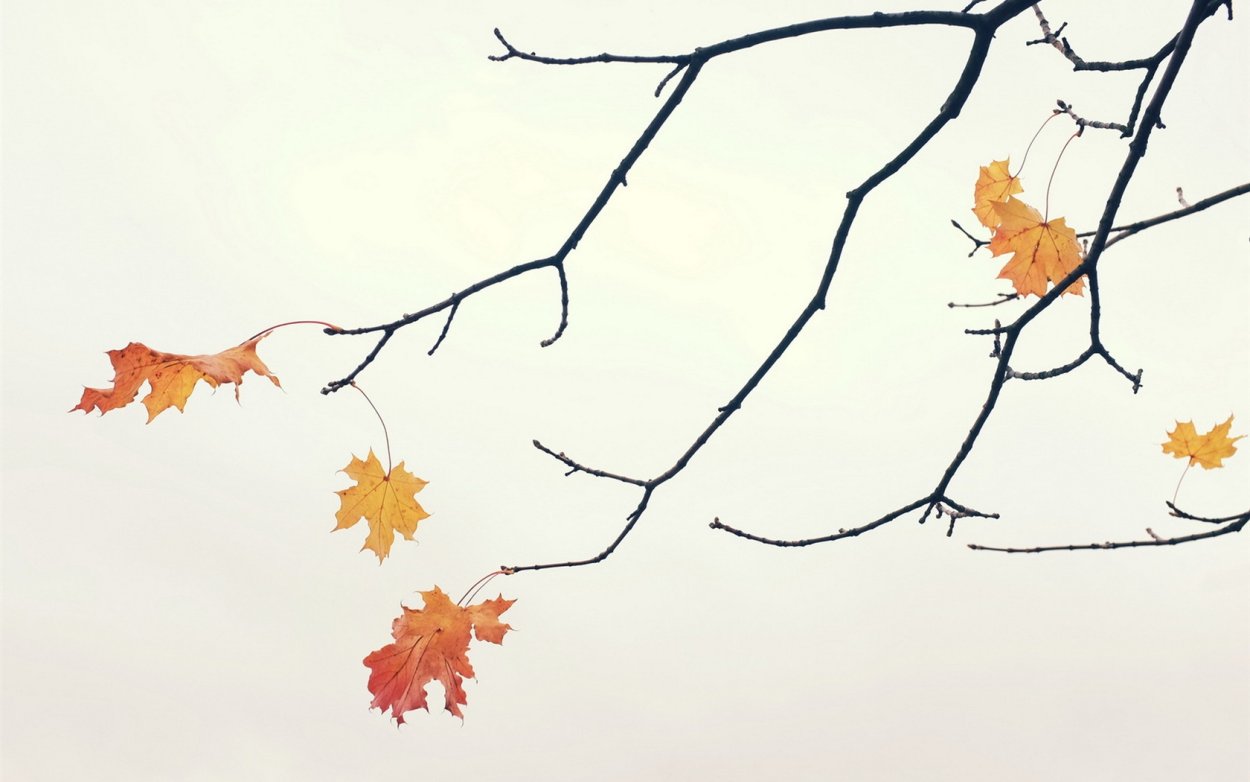 Осенний Минимализм