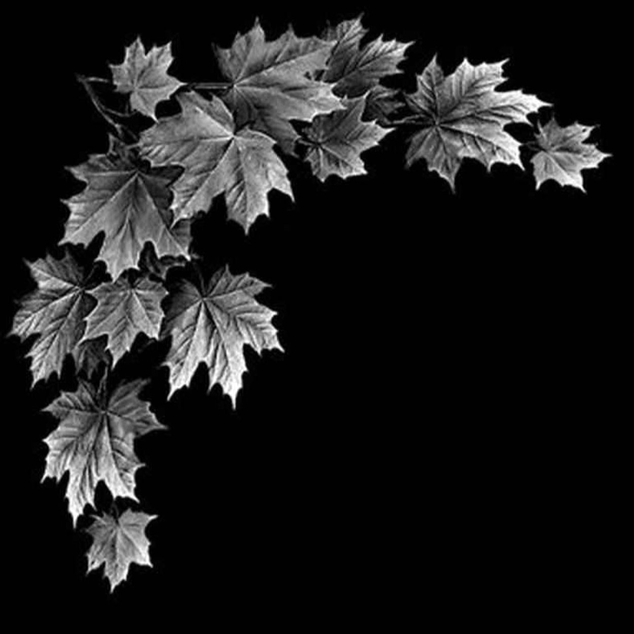 Клен гравировка на граните