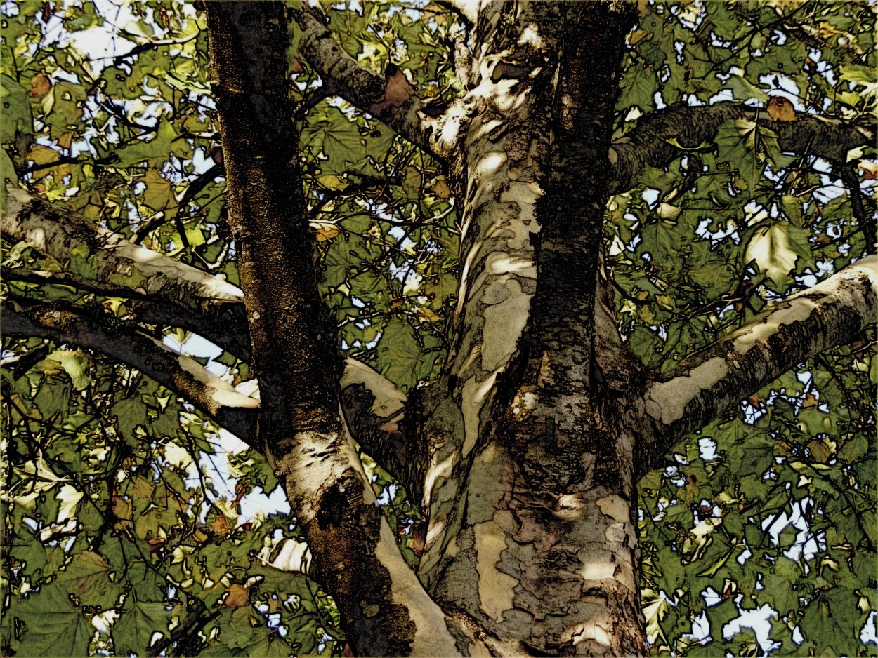 Платан дерево Самурский лес