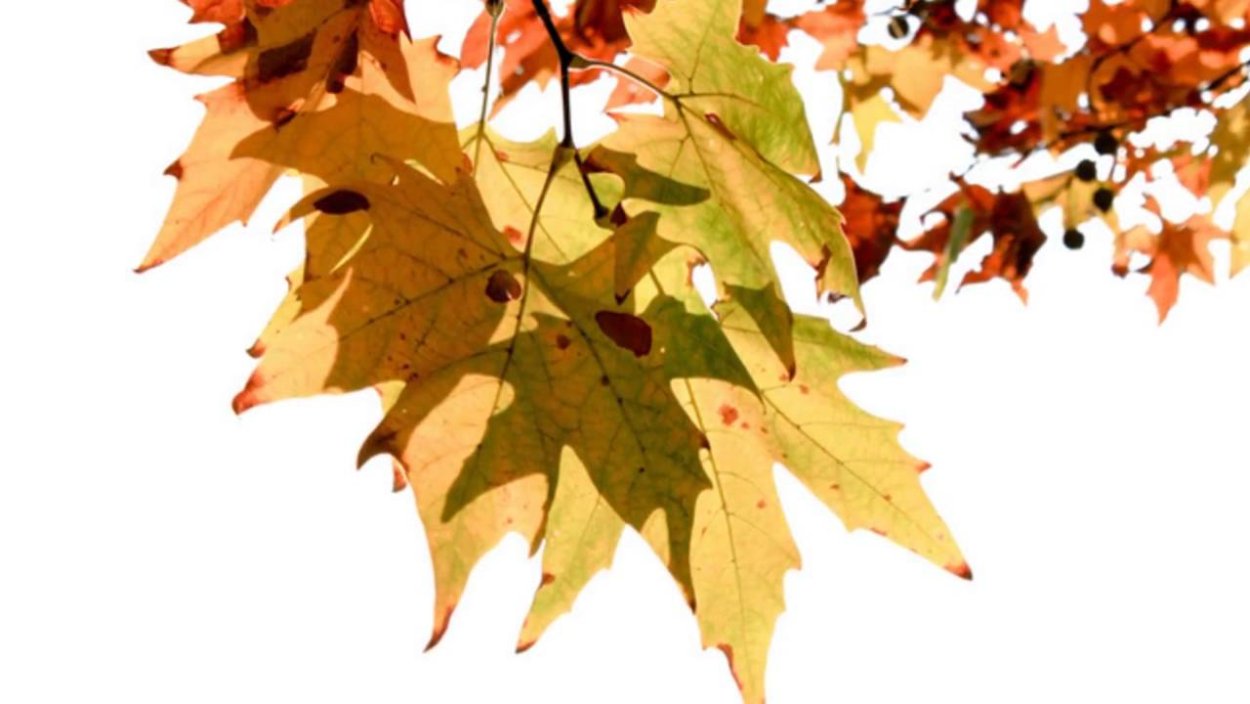 Ветка клена осеннего