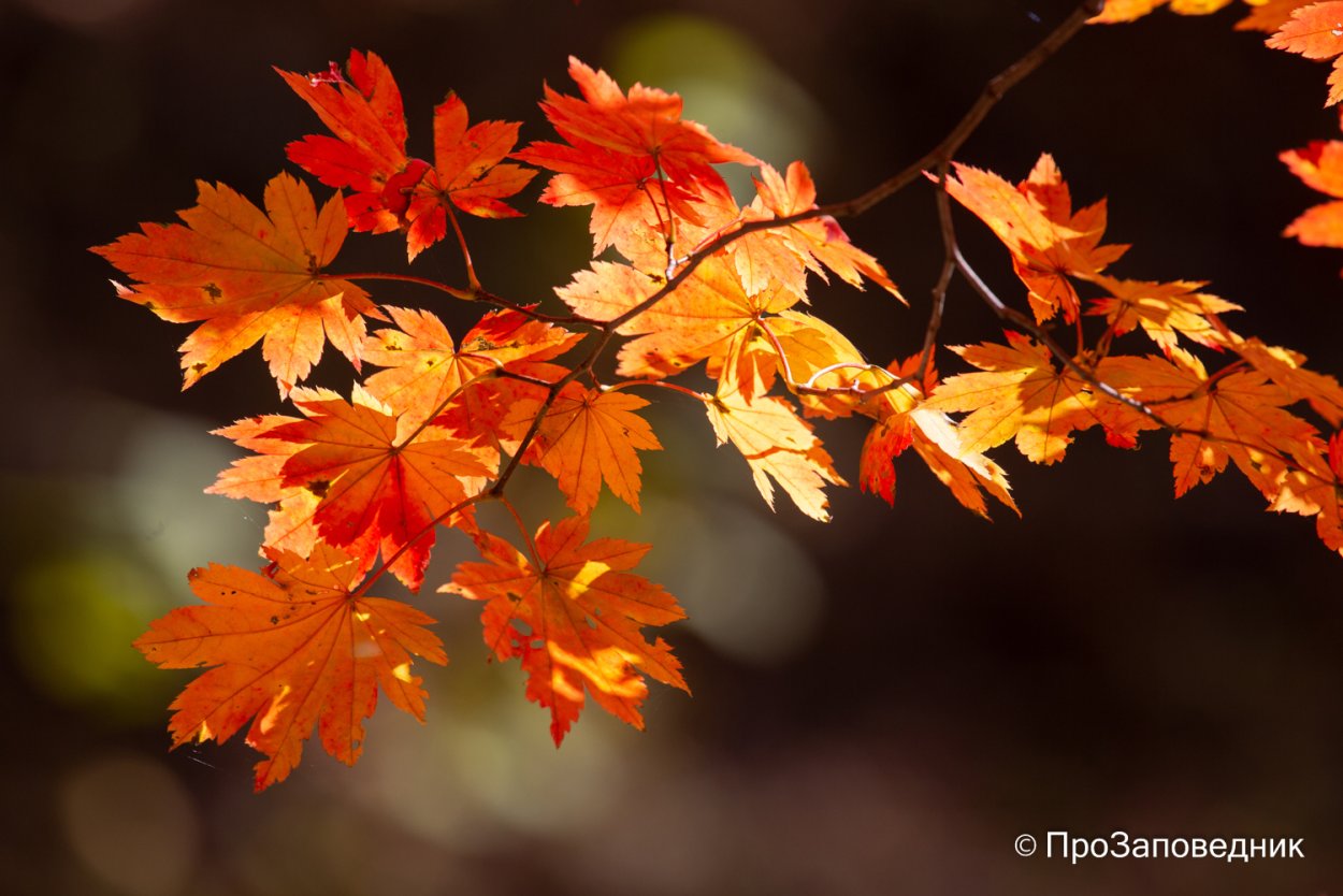 Ветка клена