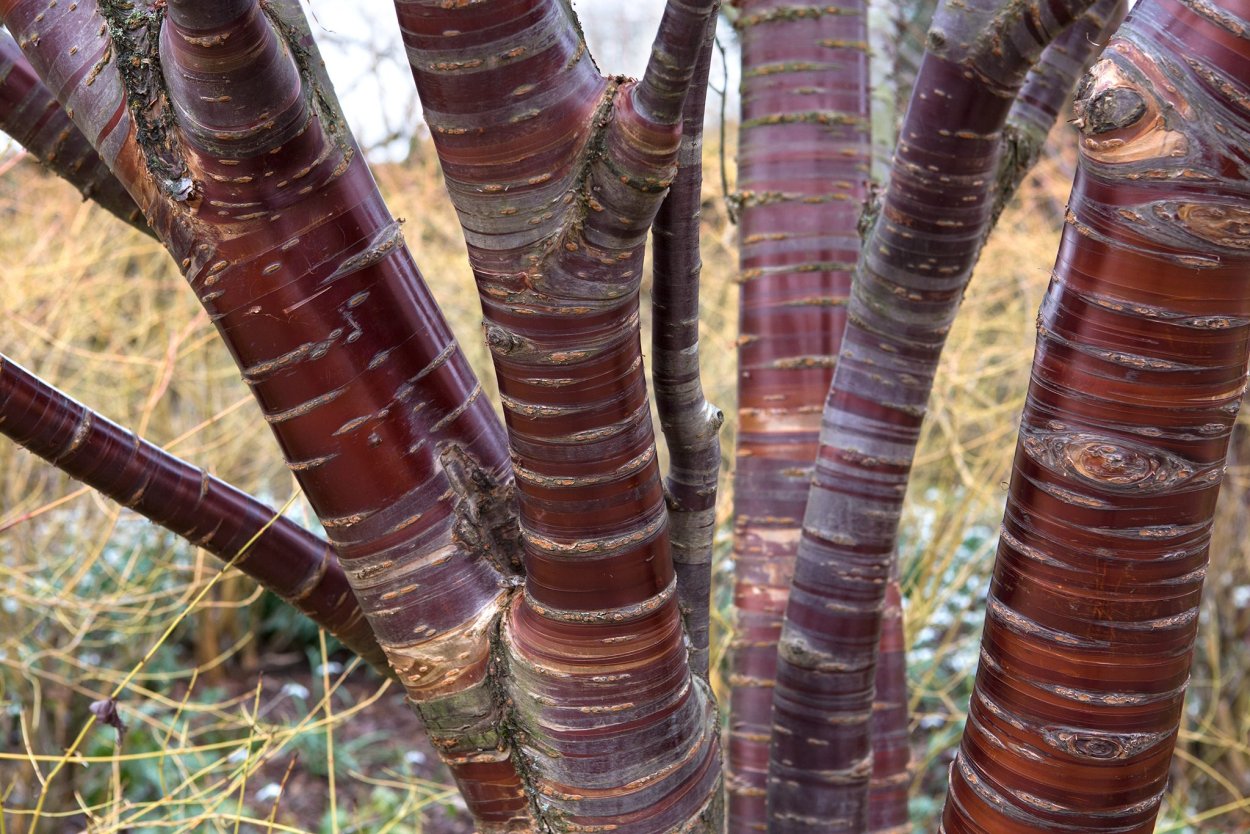 Гладкая кора дерева