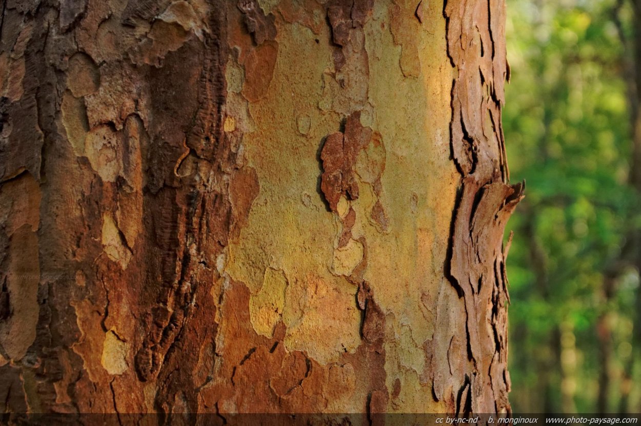 Ствол без коры