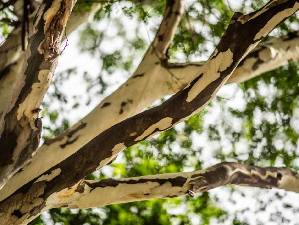 Платан дерево кора