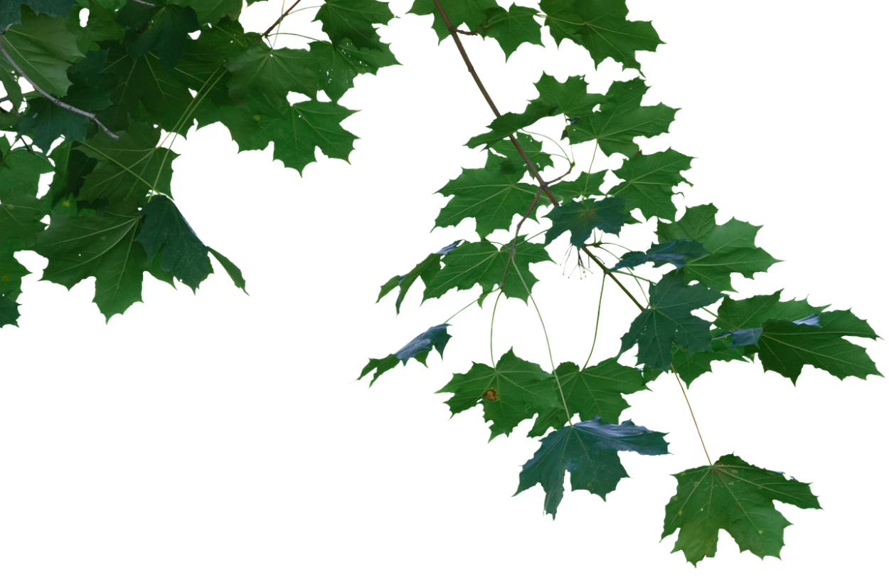 Ветка клена на прозрачном фоне