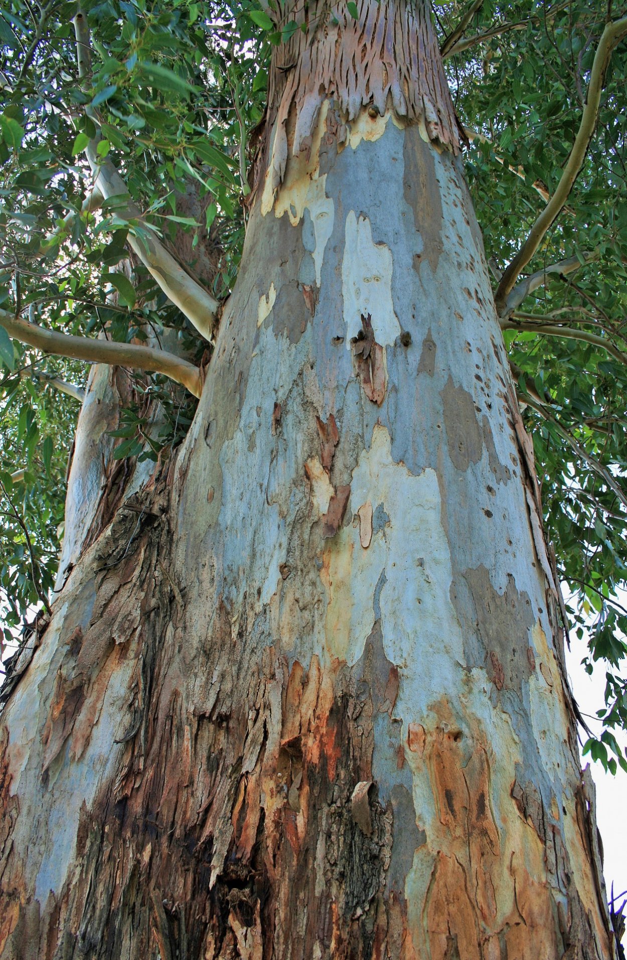 Платан дерево кора