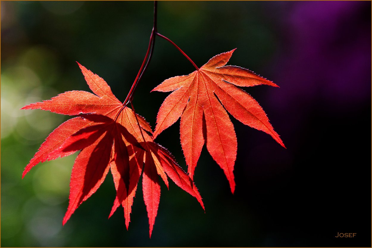 Ветка клена цветущего на белом фоне