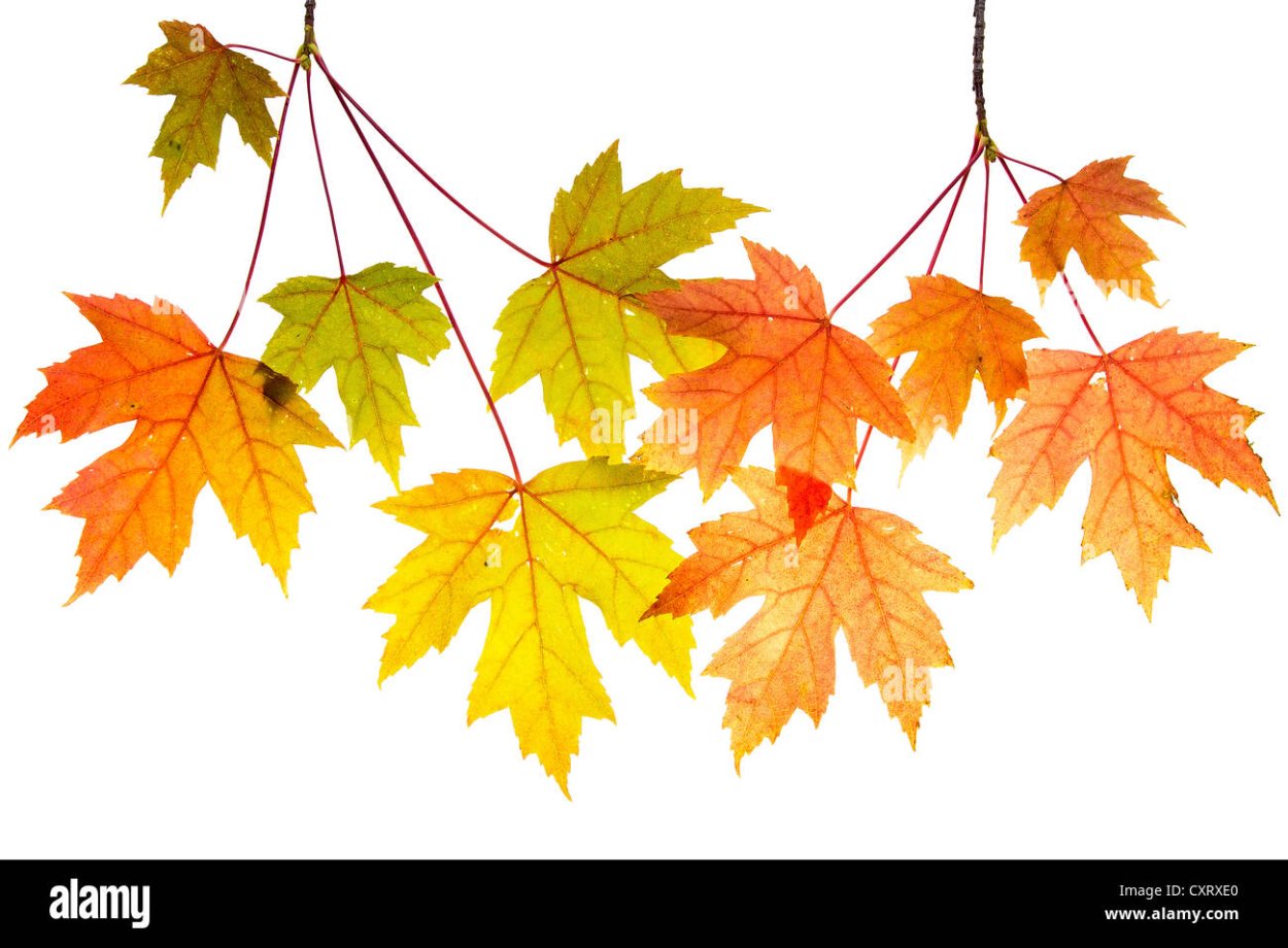 Ветка клёна для детей