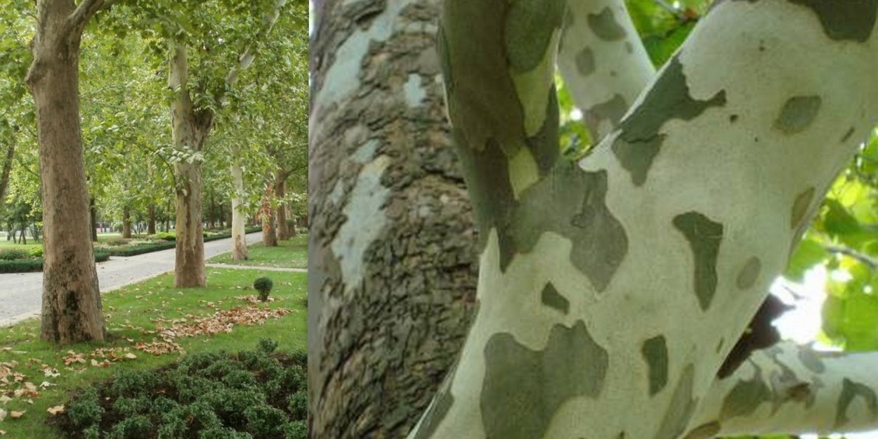 Платан дерево в Крыму