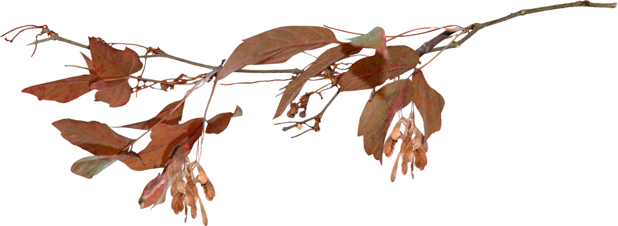 Квиллинг осенние листья