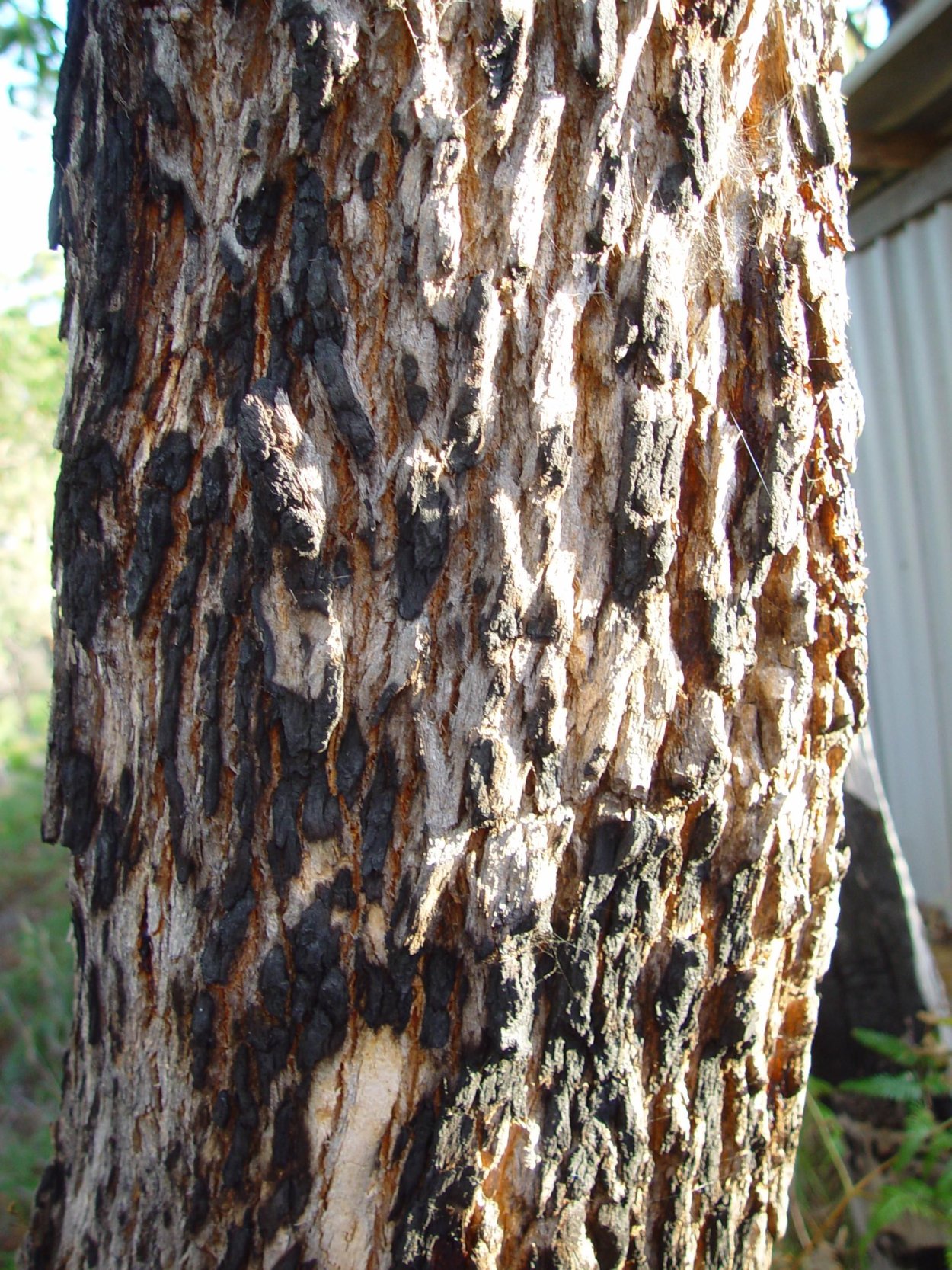 Природа, напиток, дерево