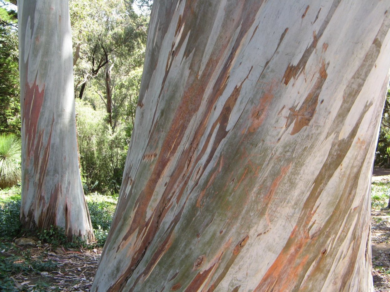 Канадский клен кора