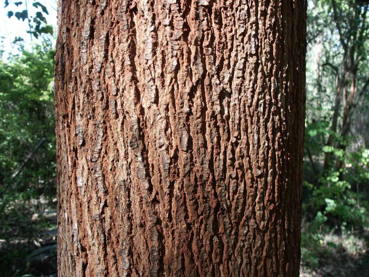 Платан дерево