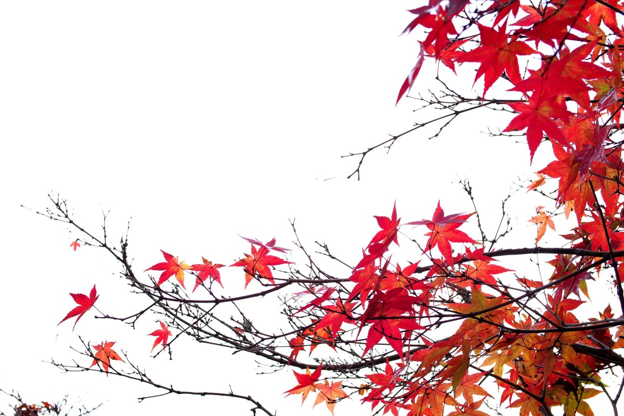 Канадский клен бордовый