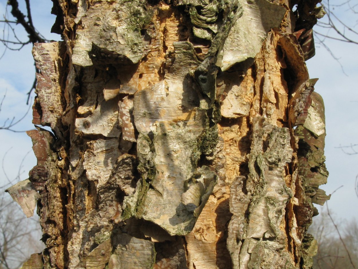 Ольха ствол дерева