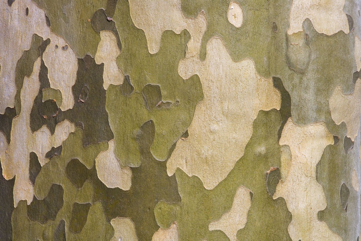 Платан дерево камуфляж