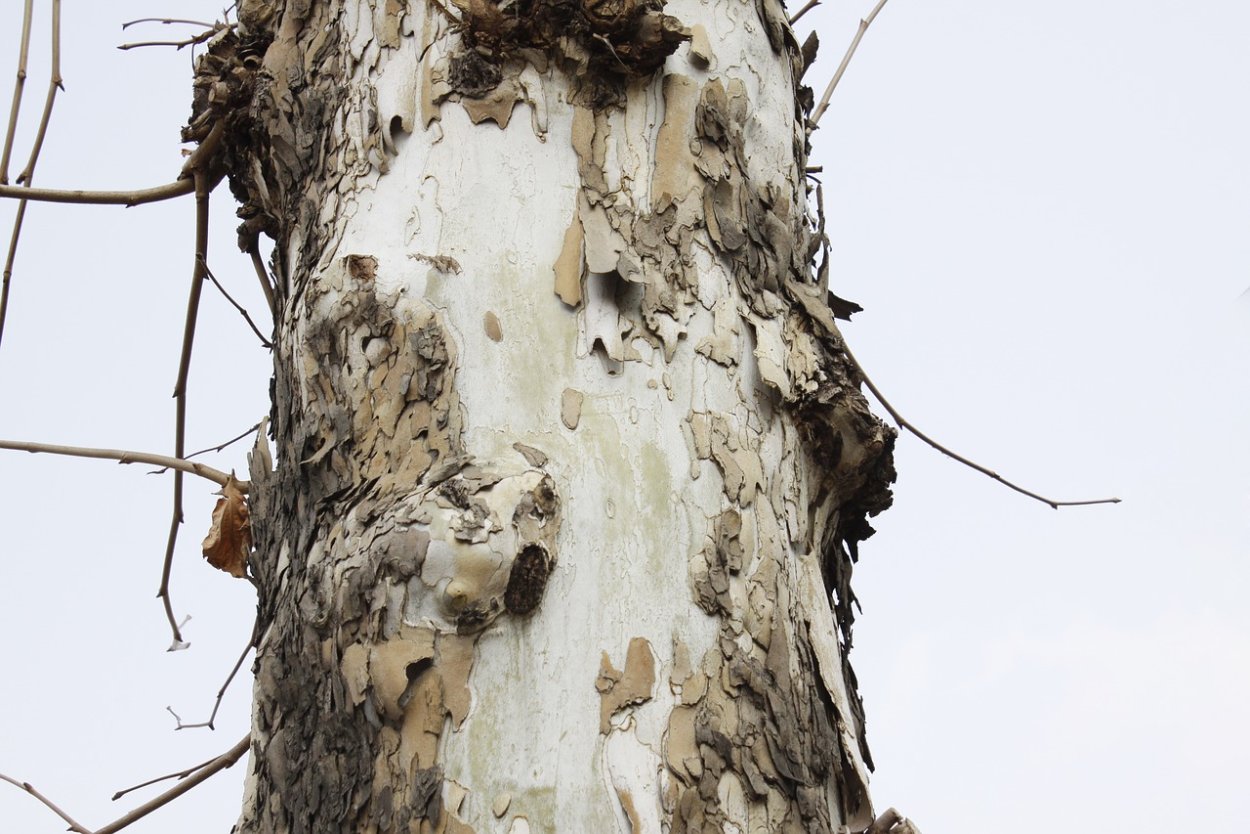 Ольха дерево кора