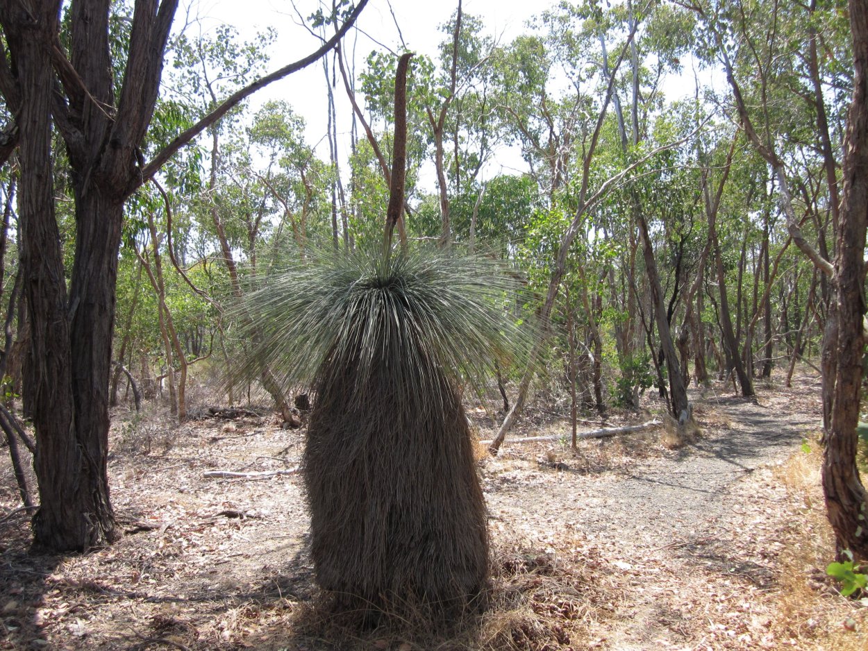 Вилга дерево в Австралии