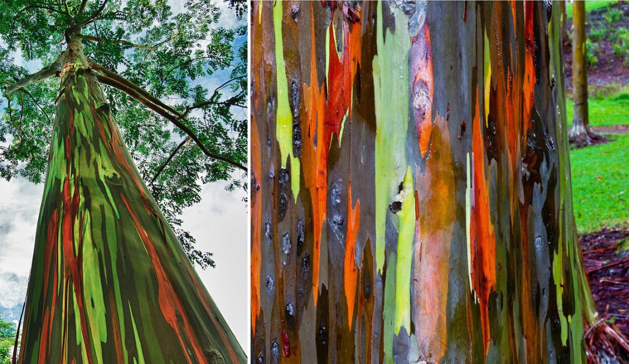 Береза Даурская кора